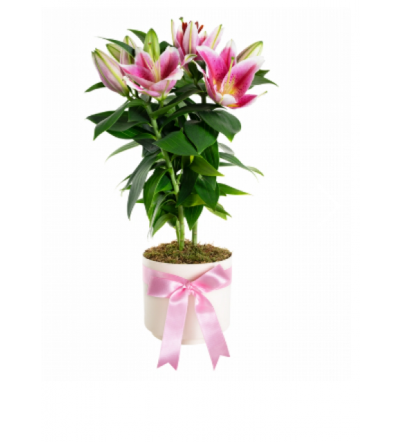 Saksıda Topraklı Pembe Lilyum